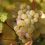 Wineries to Visit in Northern Arizona