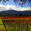 Wine Tasting at Mumm Winery